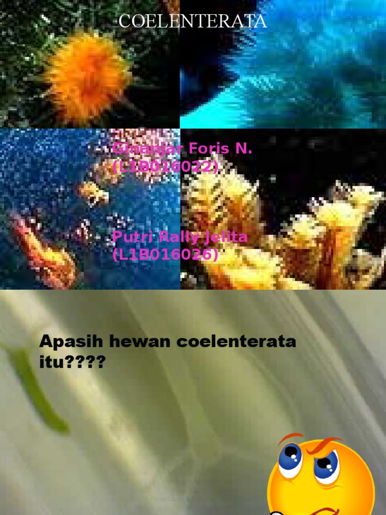 Unduh 74 Koleksi Gambar Hewan Coelenterata Keren Gratis HD