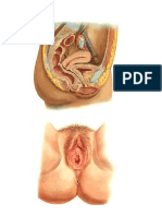 Esquemas Aparato Reproductor