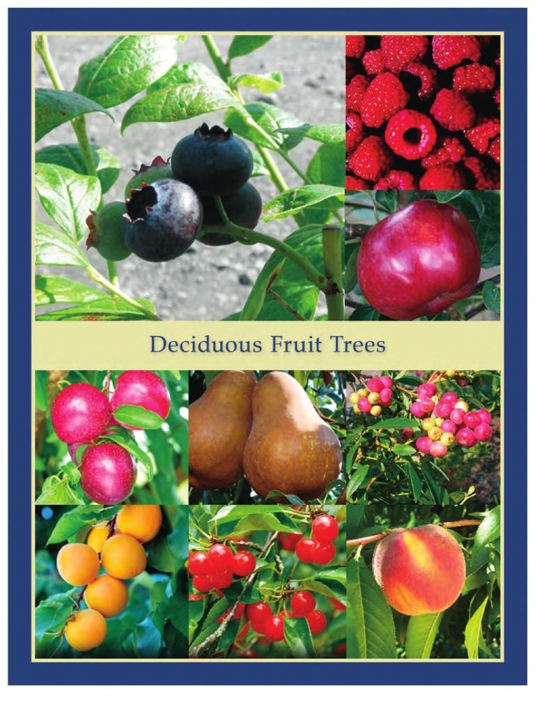 Online Orchards 3 ft. Red McIntosh Apple Tree with Scarlet Splashed Tart Fruit Great for Eating and Baking