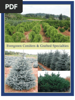 Download Evergreen Conifers  Grafted Specialties - Leo Gentry Nursery by LeoGentryNursery SN34725804 doc pdf
