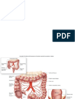 Ileocolonic Storage and Function