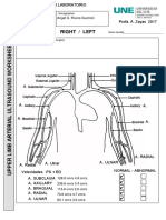 Arterial Upper Limb Worksheet