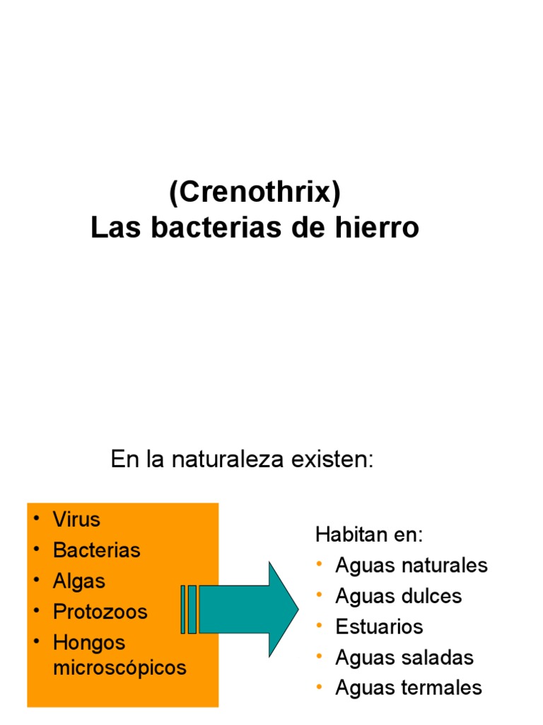 Clase de Crenothrix | PDF | Las bacterias | Microorganismo