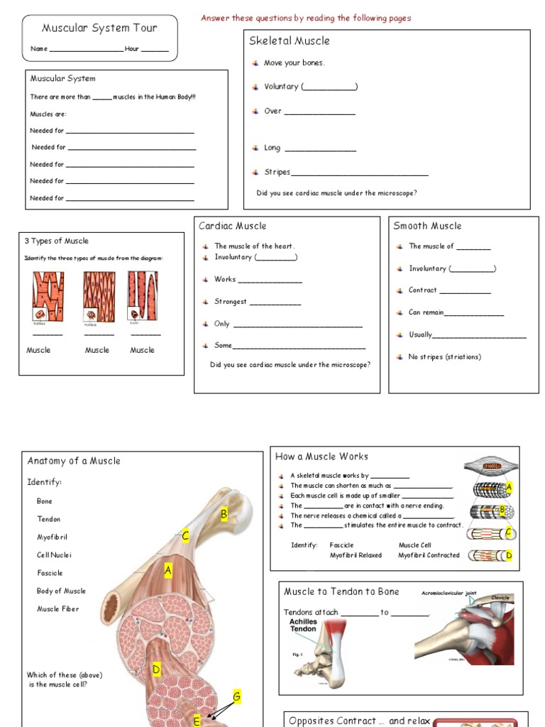 Muscular System Tour Activity Form | Skeletal Muscle | Muscle