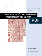 Treball Histologia Vegetal - Elements Conductors Del Xilema