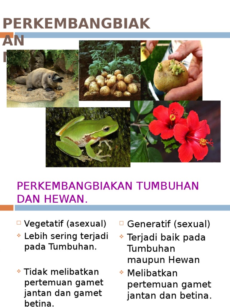 Perkembangbiakan Hewan Dan Manusia