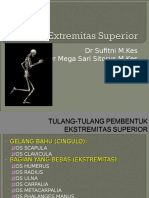 K - 1 & K - 2 Extremitas Superior & Inferior (Anatomi)