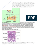 ESPERMATOGENESIS