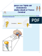 Órganos Con Tejido Del Endodermo