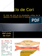 Ciclo de Cori