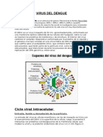 VIRUS DEL DENGUE-proyeccionsocial