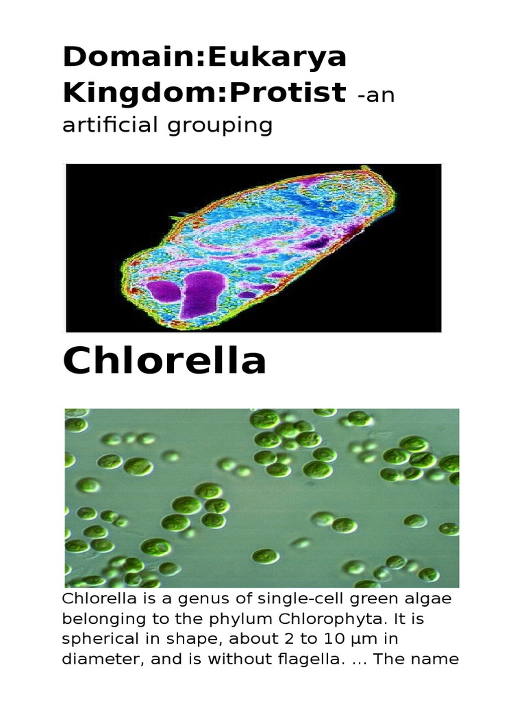 DomainEukarya KingdomProtist Chlorella PDF