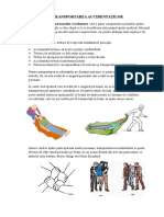 Transportarea Accidentatilor 2