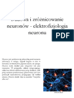 Neurobiologia Budowa I Zroznicowanie Neuronow Badowska Kozakiewicz