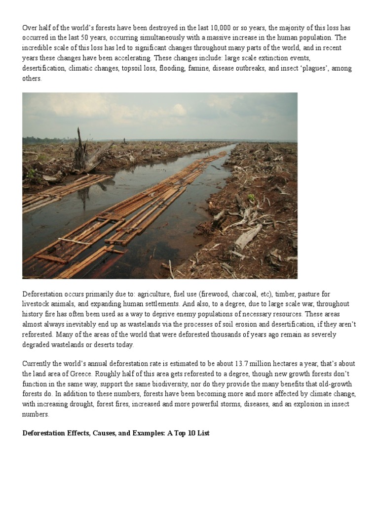 Effects of deforestation essay picture