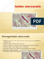 Strongyloides Stercoralis