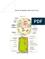 Cross Section of An Animal and Plant Cell