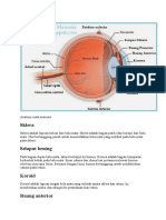 Anatomi Mata Manusia