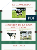 Raza Girolando: Características y ventajas de esta raza lechera tropical