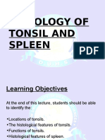 Histology of Tonsil and Spleen