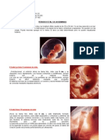 Periodo Fetal - Vi Ciclo