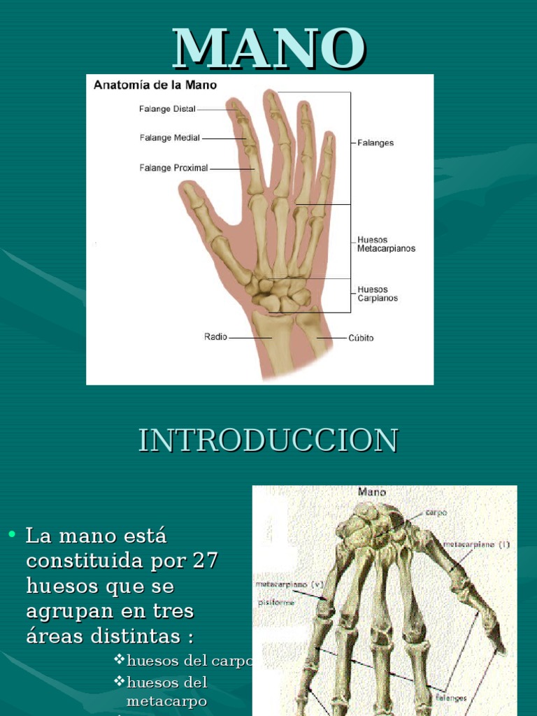 Anatomia de La Mano Anatomia Humana Mano Sistema musculoesquelético