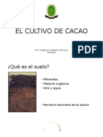 Deficiencias en Cacao (3)
