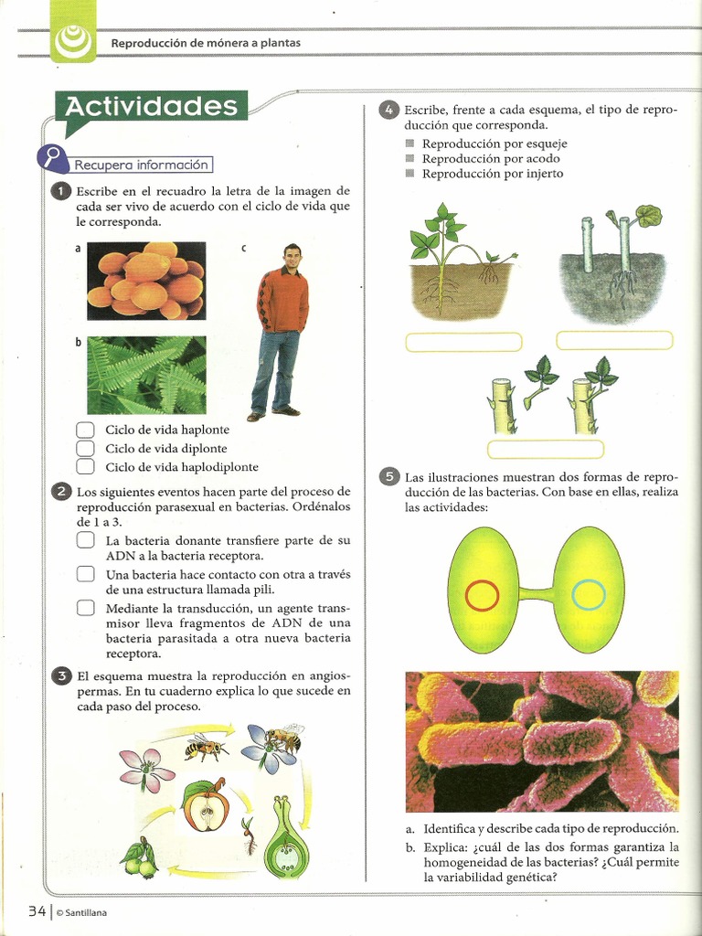 Taller Reproduccion de Moneras A Plantas | PDF
