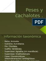 Peses y Cachalotes