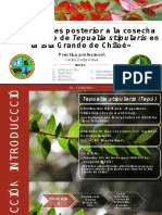 Evaluaciones Post-Cosecha de Un Bosque de Tepualia Stipularis en La Isla Grande de Chiloé