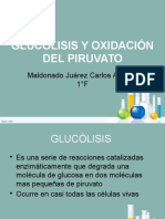 Glucólisis y Oxidación Del Piruvato