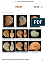 Fósiles - Ammonites - Álbum de Phylloceratida - Región de Murcia Digital PDF