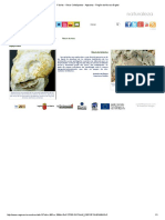 Fósiles - Otros Cefalópodos - Aptychus - Región de Murcia Digital PDF