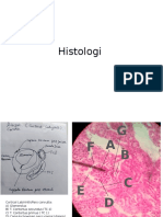 Histologi.pptx