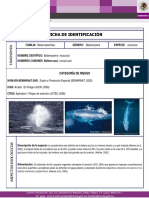 Datos Ballena Azul PDF