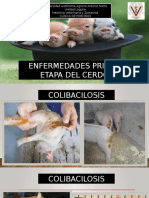 Enfermedades Primer Etapa Del Cerdo