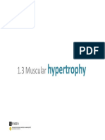 1.3 Muscular: Hypertrophy