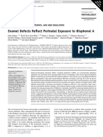 Enamel Defects Reflect Perinatal Exposure To Bisphenol A Jedeon Et Al AmJP 2013