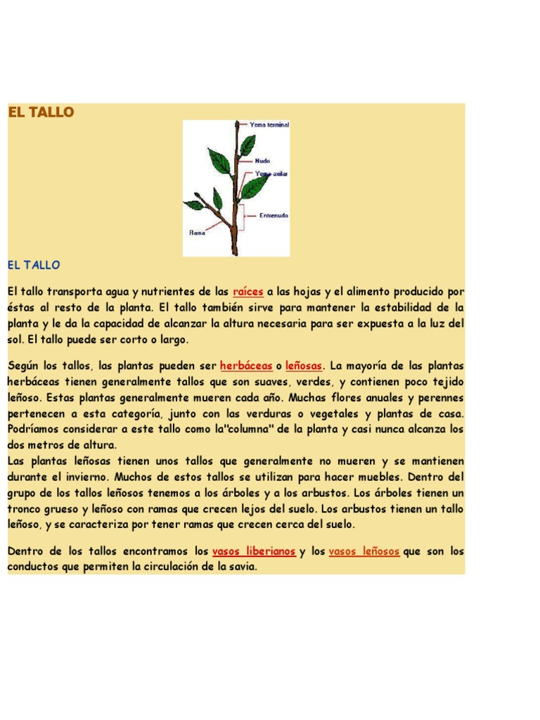 Funciones y Estructura del Tallo | PDF | Tallo de la planta | Hoja