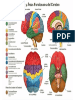 sistema Nervioso  Hemisferios y Corteza Cerebral 