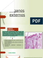 Anatomía y funciones de los órganos externos de la vulva