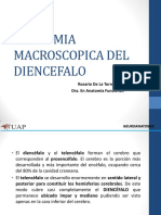Anatomia Macroscopica Del Diencefalo 3