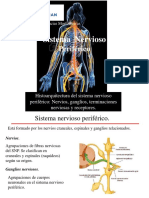 11 2 Sistema Nervioso II