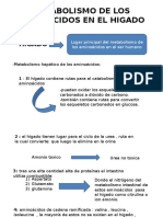 Metabolismo de Los Aminoácidos en El Higado