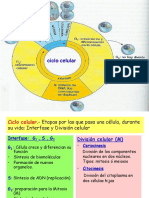 Informacion Genetica-Replicacion - Ciclo Celular