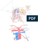 Abdominal Vessels