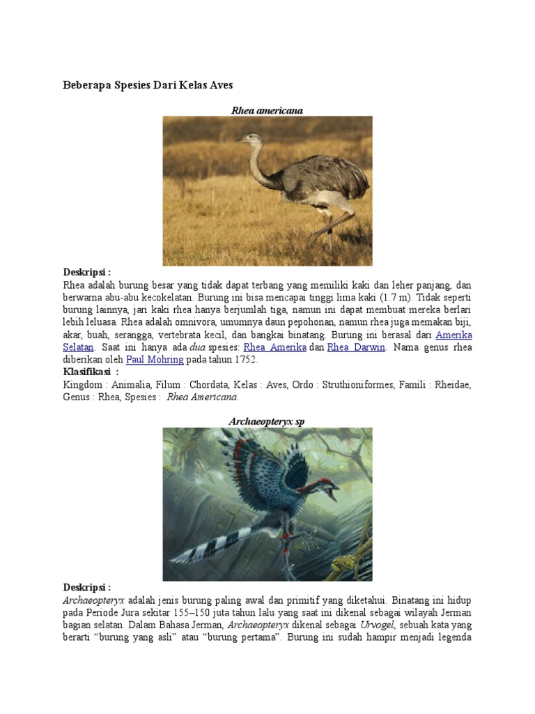 Beberapa Spesies Dari Kelas Aves Pdf
