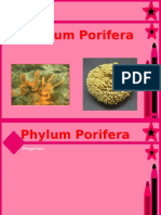 Porifera