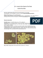 Azolla - Filiculoides Generalidades