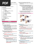 Anatomy of The Male Reproductive System